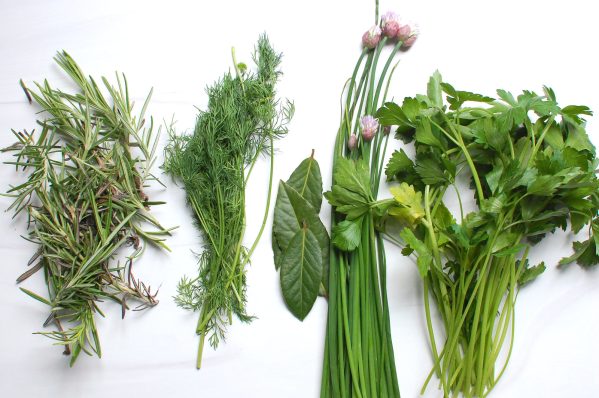 how to store fresh herbs like rosemary, dill, bay leaves, chives, cilantro, and parsley